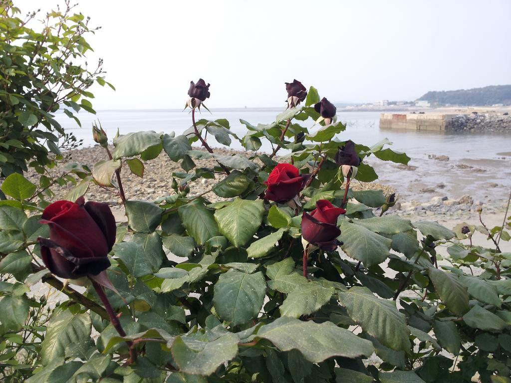 Yongdu Beach Pension Boryeong Exterior photo